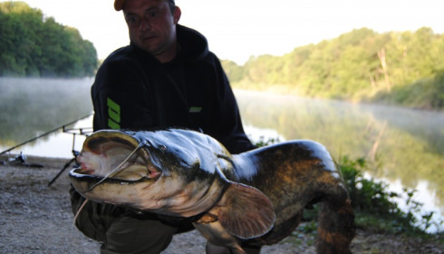 A catfish from Brocard Small, Swim 4, Aug 2015