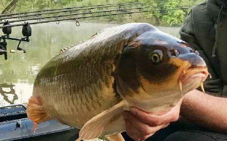 A carp from Brocard Small, May 2018