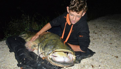 A catfish from Brocard Small, Peg 4, Sep 2016