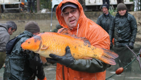 A carp from Brocard Small, Nov 2016