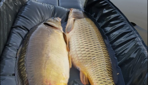 A carp from Brocard Small, Jun 2019