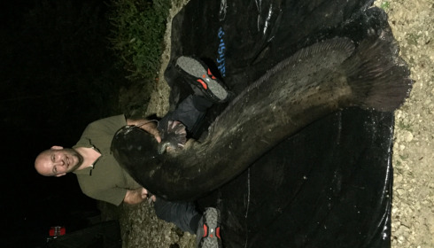 A catfish from Brocard Small, Sep 2021