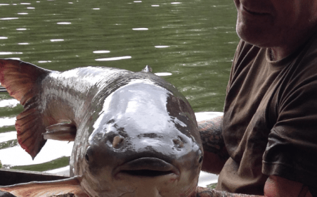 A 49 lb 6 oz carp from Brocard Small, Bryan Heywood, May 2016