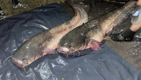 A fish from Cailleaux, 92 & 68 cat, Aug 2023
