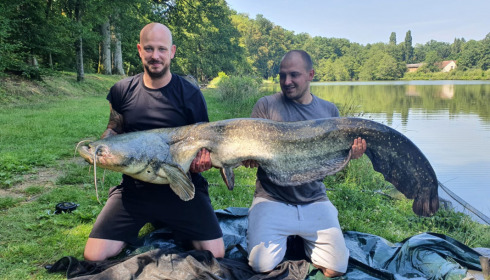 A catfish from Cailleaux, Jun 2022