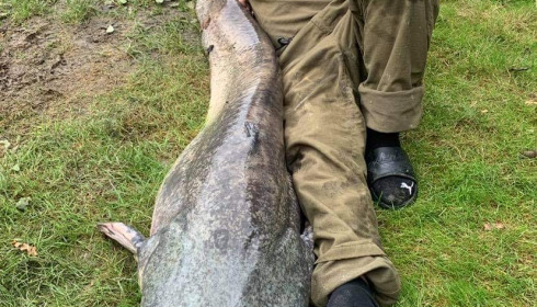 A fish from Cailleaux, Sep 2021