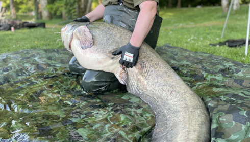 A 95 lb fish from Cailleaux, PB Catfish, May 2022