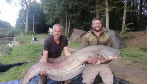 A catfish from Cailleaux, Sep 2019