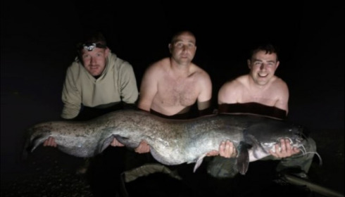 A catfish from Cailleaux, Sep 2019