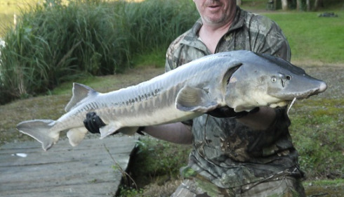 A fish from Cailleaux, Sep 2021
