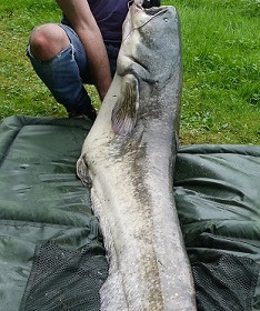 A catfish from Cailleaux, Adrian Jackson, Oct 2021
