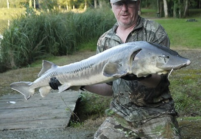 A sturgeon from Cailleaux, Oct 2021
