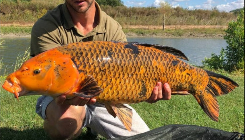 A 23 lb carp from Deux Iles, Shaun Ellis, Aug 2018