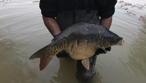 A carp from Eau De Vie North, Stocking, Nov 2020