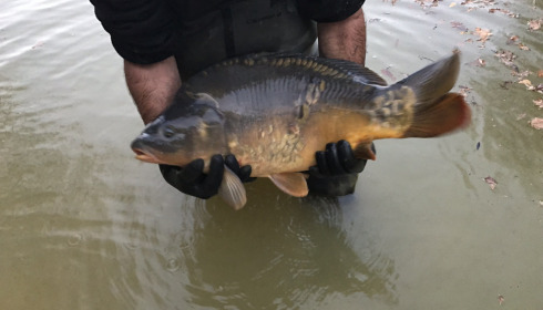 A carp from Eau De Vie North, Stocking, Nov 2020