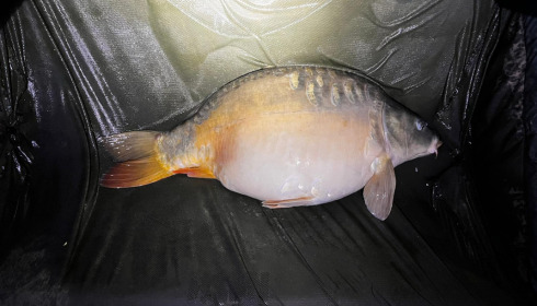 A carp from Eau De Vie North, Apr 2023