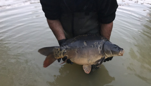 A carp from Eau De Vie North, Stocking, Nov 2020