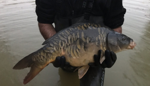 A carp from Eau De Vie North, Stocking, Nov 2020