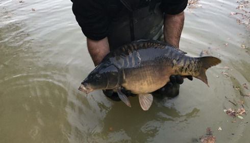 A carp from Eau De Vie North, Stocking, Nov 2020