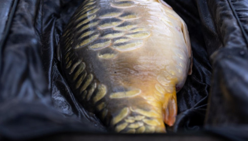 A carp from Eau De Vie North, Apr 2022