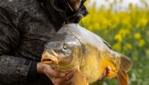 A carp from Eau De Vie North, Apr 2022