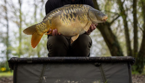 A carp from Eau De Vie North, Apr 2022