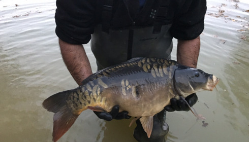 A carp from Eau De Vie North, Stocking, Nov 2020