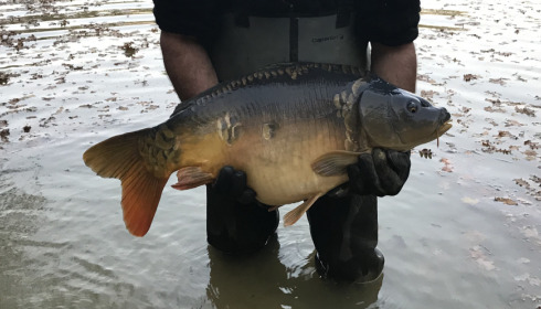 A carp from Eau De Vie North, Stocking, Nov 2020