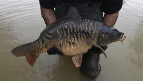 A carp from Eau De Vie North, Stocking, Nov 2020