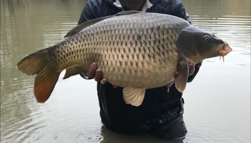 A carp from Eau De Vie South, 2019 stocking , Dec 2019