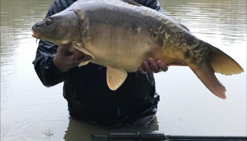 A carp from Eau De Vie South, 2019 stocking , Dec 2019