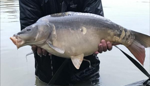 A carp from Eau De Vie South, 2019 stocking , Dec 2019