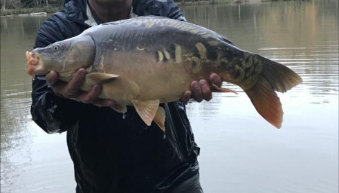 A carp from Eau De Vie South, 2019 stocking , Dec 2019