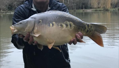 A carp from Eau De Vie South, 2019 stocking , Dec 2019