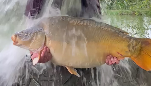 A 50 lb carp from Eau De Vie South, Gavin Money, Apr 2023