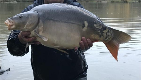 A carp from Eau De Vie South, 2019 stocking , Dec 2019