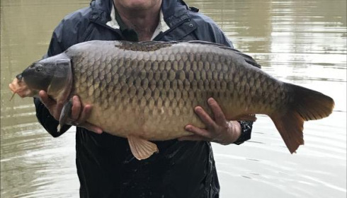 A carp from Eau De Vie South, 2019 stocking , Dec 2019