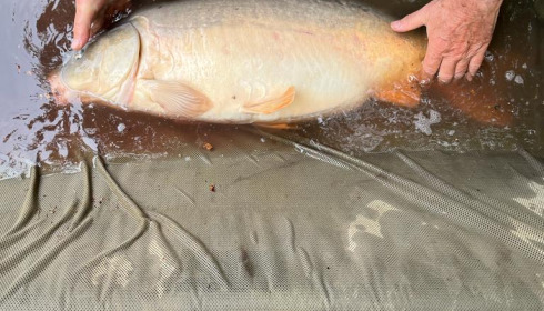 A 20 lb 8 oz carp from Eau De Vie South, Vince, Sep 2022