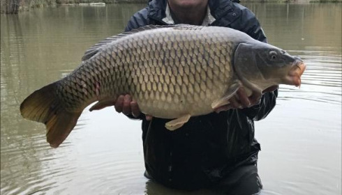 A carp from Eau De Vie South, 2019 stocking , Dec 2019