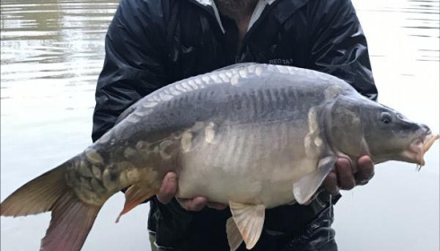 A carp from Eau De Vie South, 2019 stocking , Dec 2019
