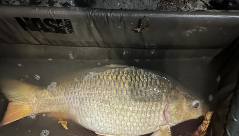 A 24 lb carp from Eau De Vie South, Vince, Sep 2022