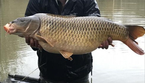 A carp from Eau De Vie South, 2019 stocking , Dec 2019