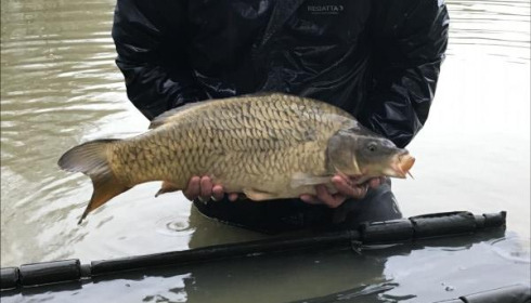A carp from Eau De Vie South, 2019 stocking , Dec 2019