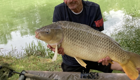 A fish from Eau De Vie South, Carp up to 34lb grass carp to 32 lb, Jul 2023