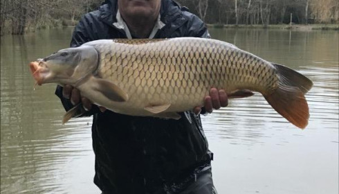 A carp from Eau De Vie South, 2019 stocking , Dec 2019