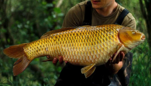 A carp from Emeraude, Jun 2022