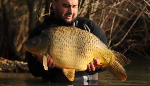 A carp from Emeraude, Feb 2023