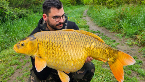 A carp from Emeraude, May 2023