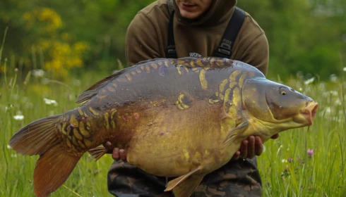 A carp from Emeraude, Oct 2022
