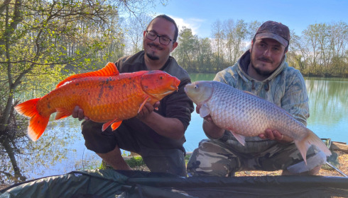 A carp from Emeraude, Apr 2023